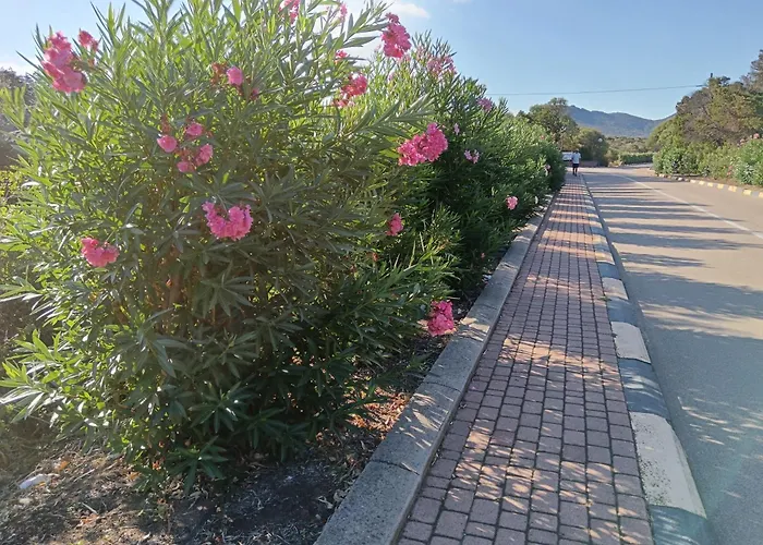 Grazioso Bilocale A In Costa Smeralda *